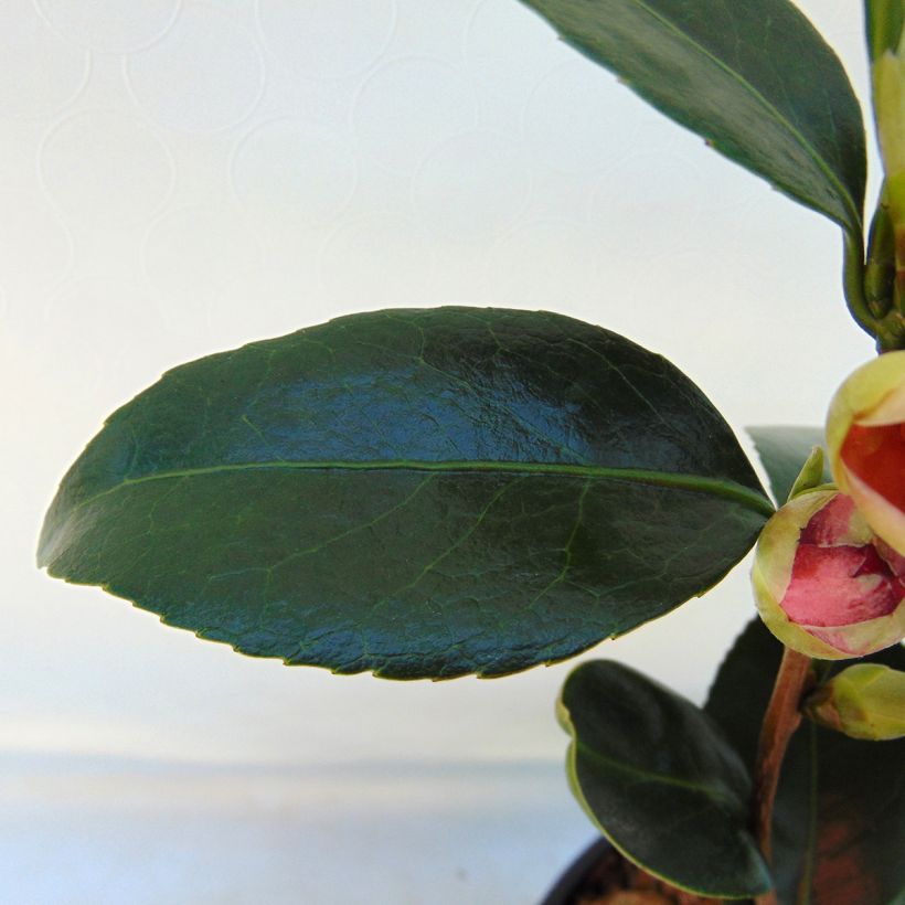 Camellia japonica Coquetti (Foliage)