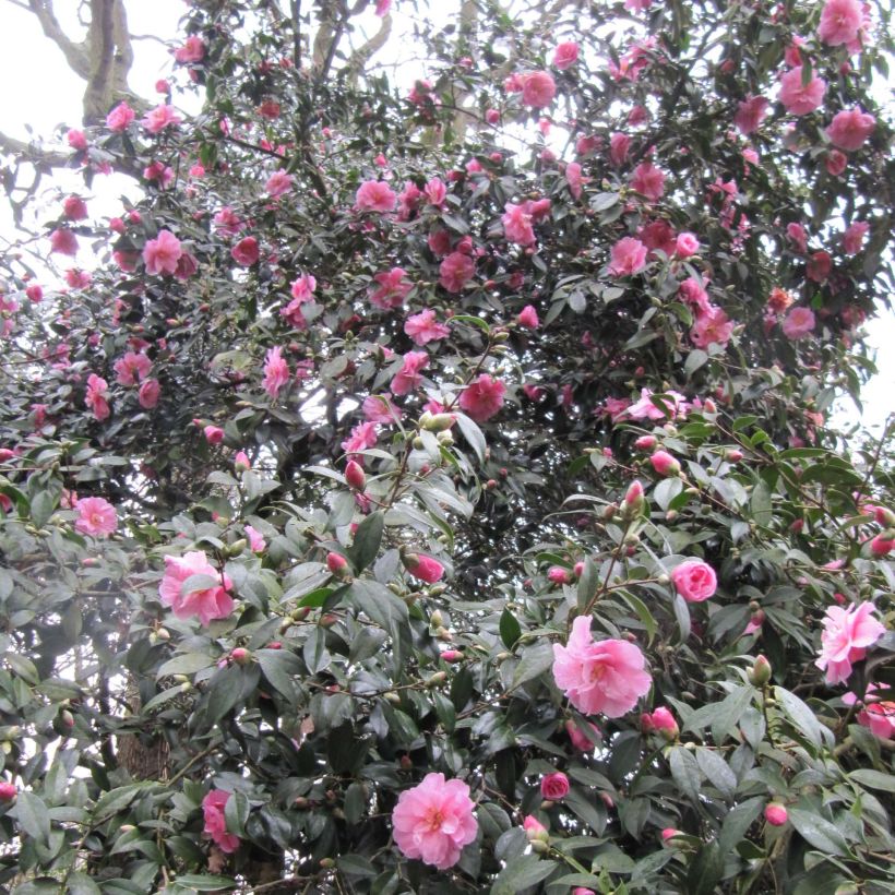 Camellia  williamsii Donation (Flowering)