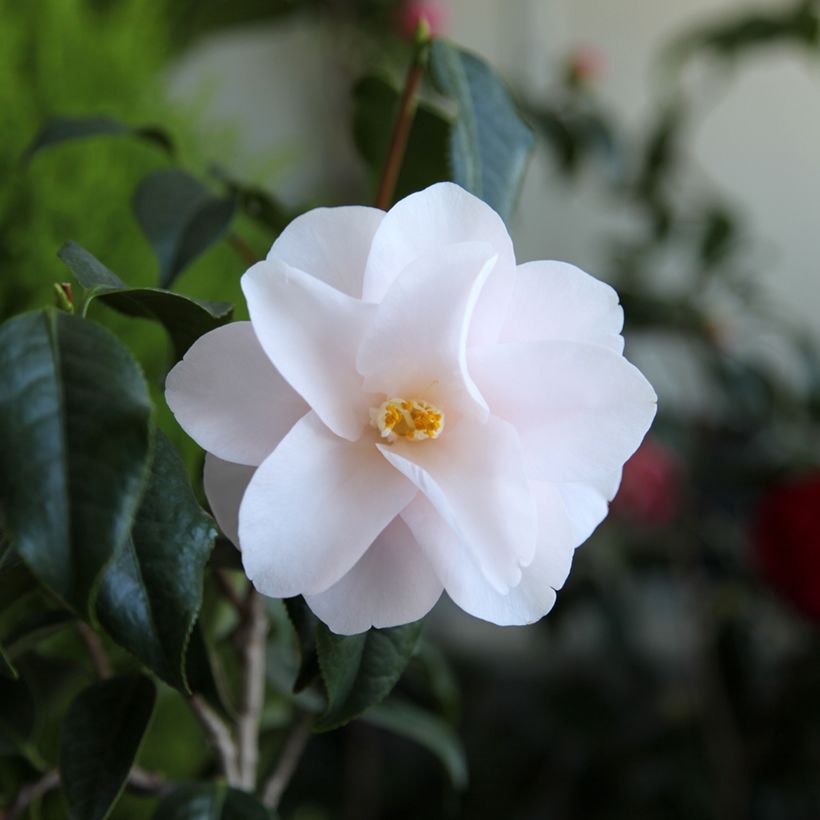 Camellia japonica Hagoromo (Flowering)