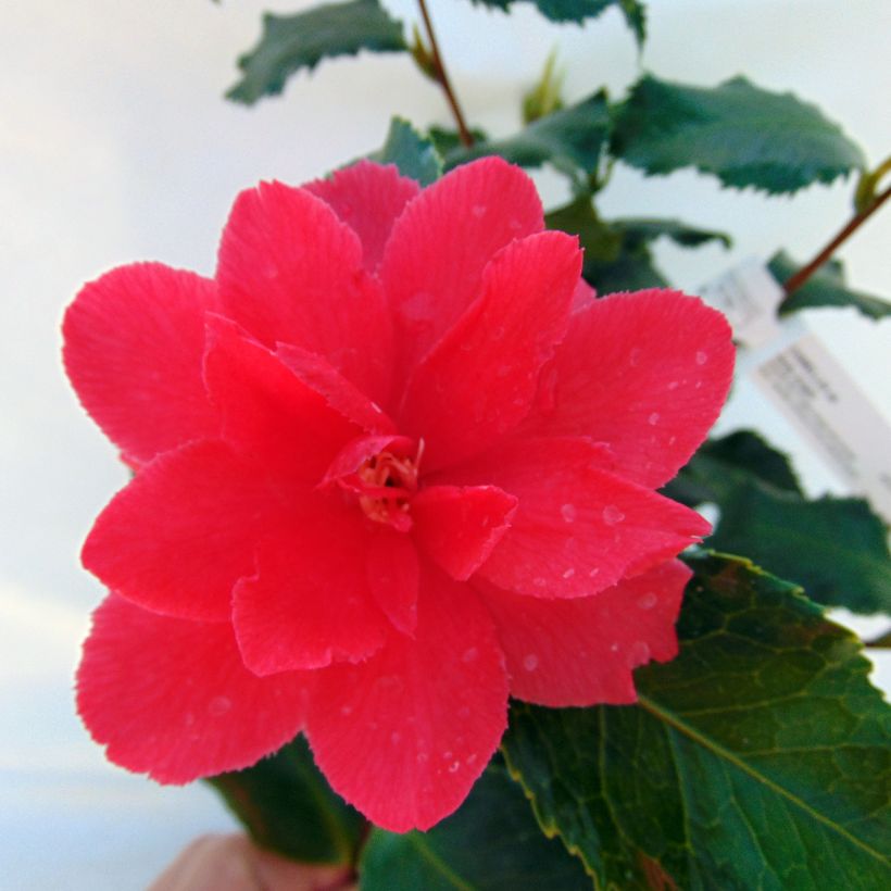 Camellia japonica Holly Bright (Flowering)