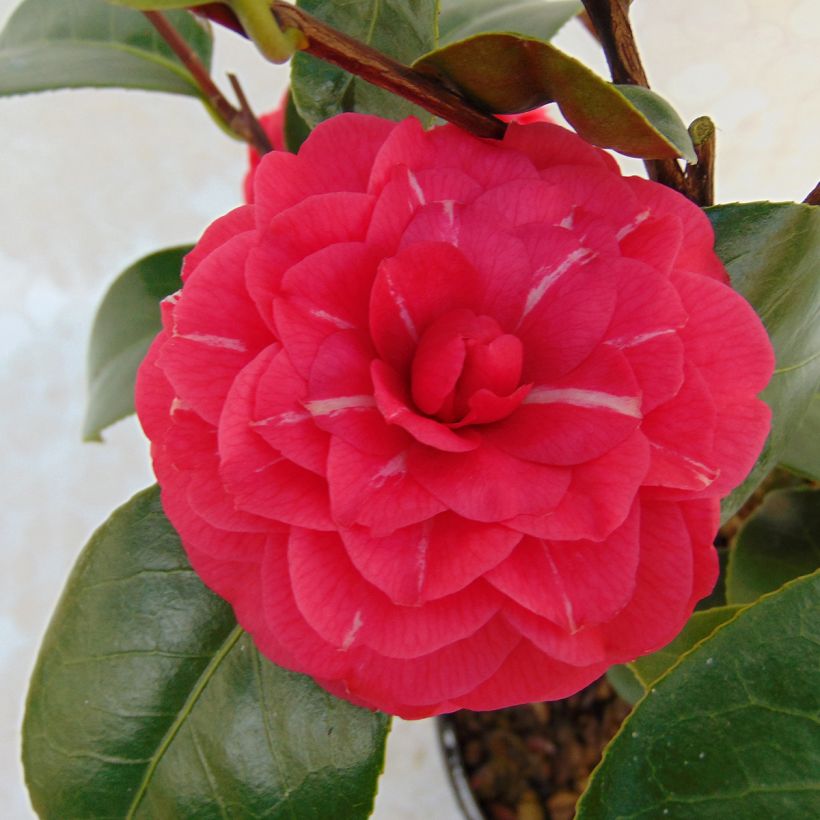 Camellia japonica Il Gioiello (Flowering)