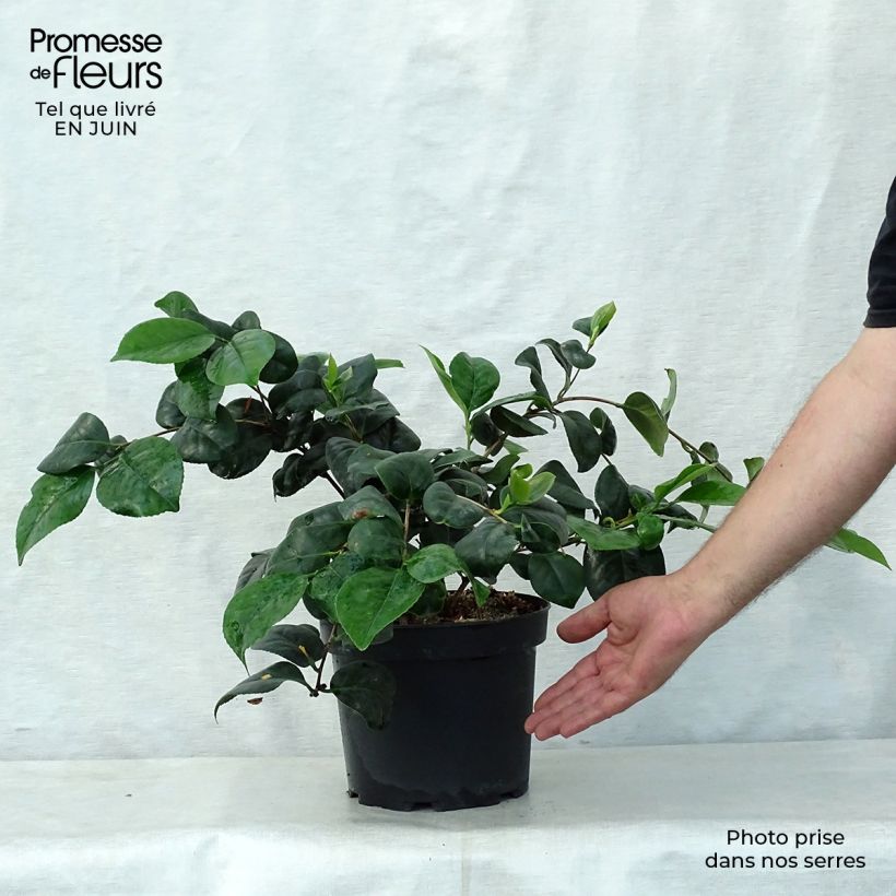 Camellia japonica Lady Campbell 3L/4L pot sample as delivered in summer