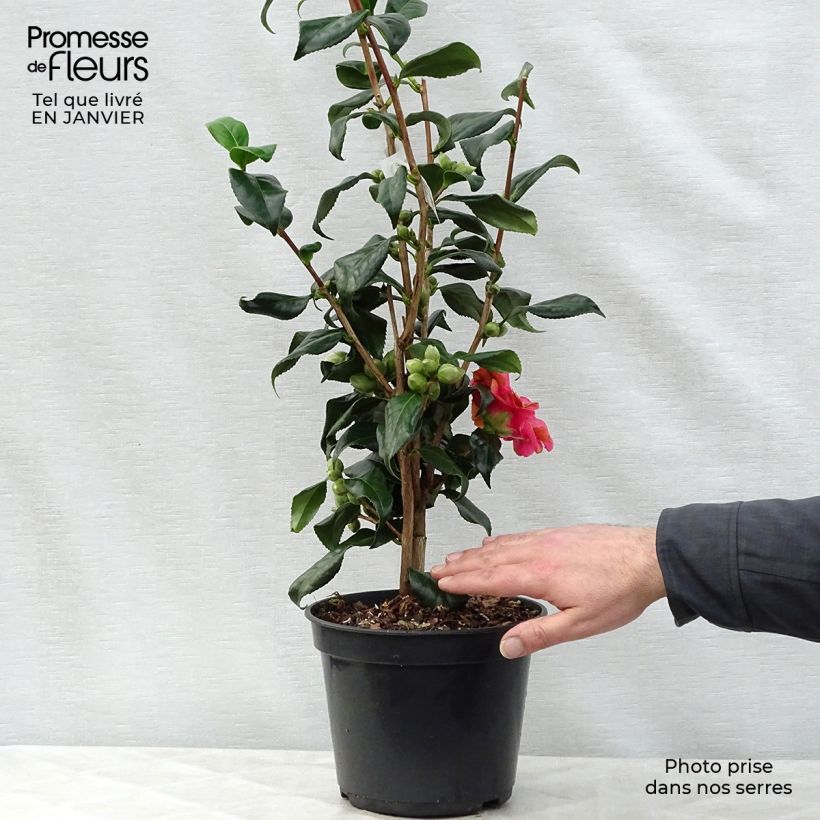 Camélia Lady Vansittart - Camellia japonica Pot de 4L/5L sample as delivered in winter