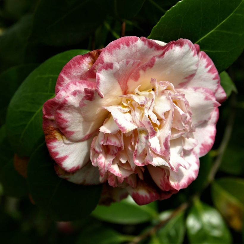 Camellia japonica Margaret Davis (Flowering)