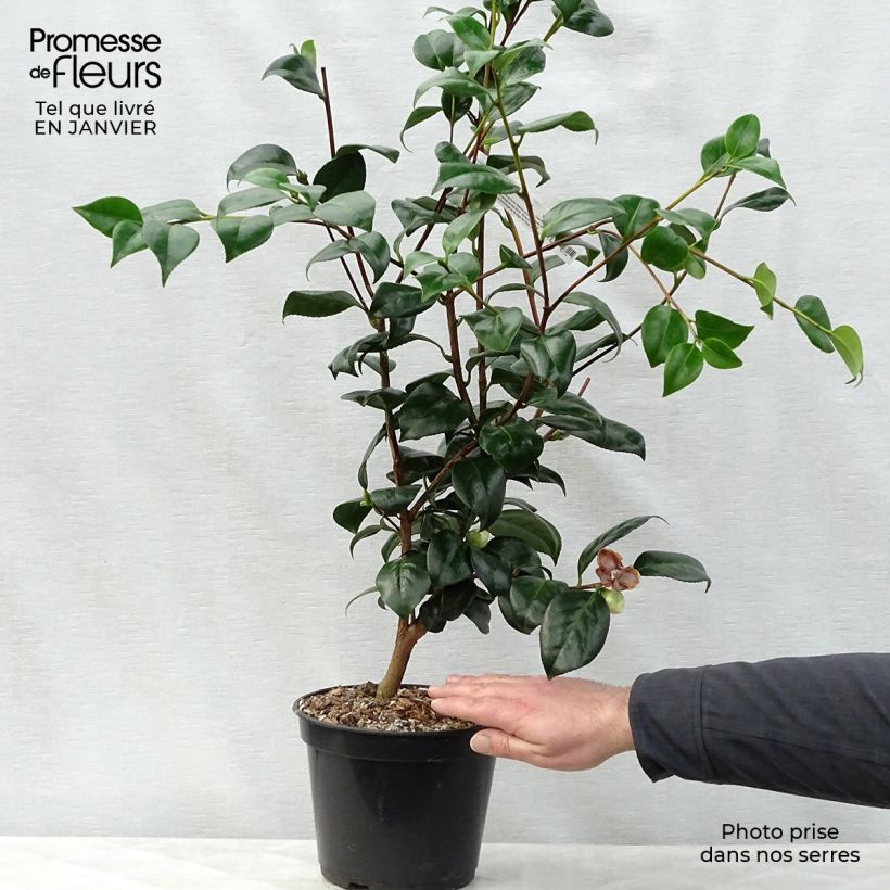 Camélia Montironi - Camellia japonica Pot de 4L/5L sample as delivered in winter