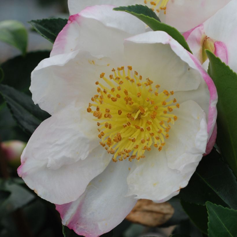 Camellia sasanqua Narumi Gaita (Flowering)