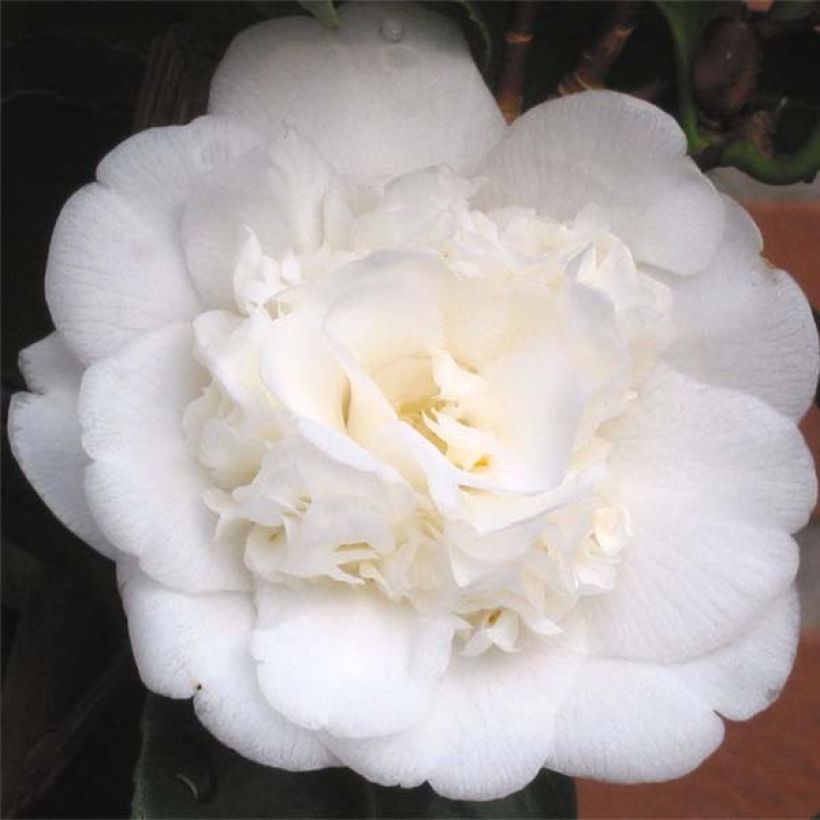 Camellia japonica Nobilissima (Flowering)