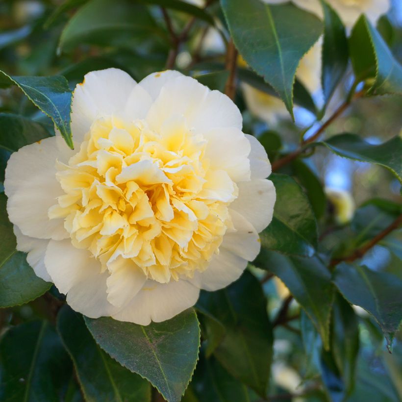 Camellia japonica Nobilissima (Flowering)