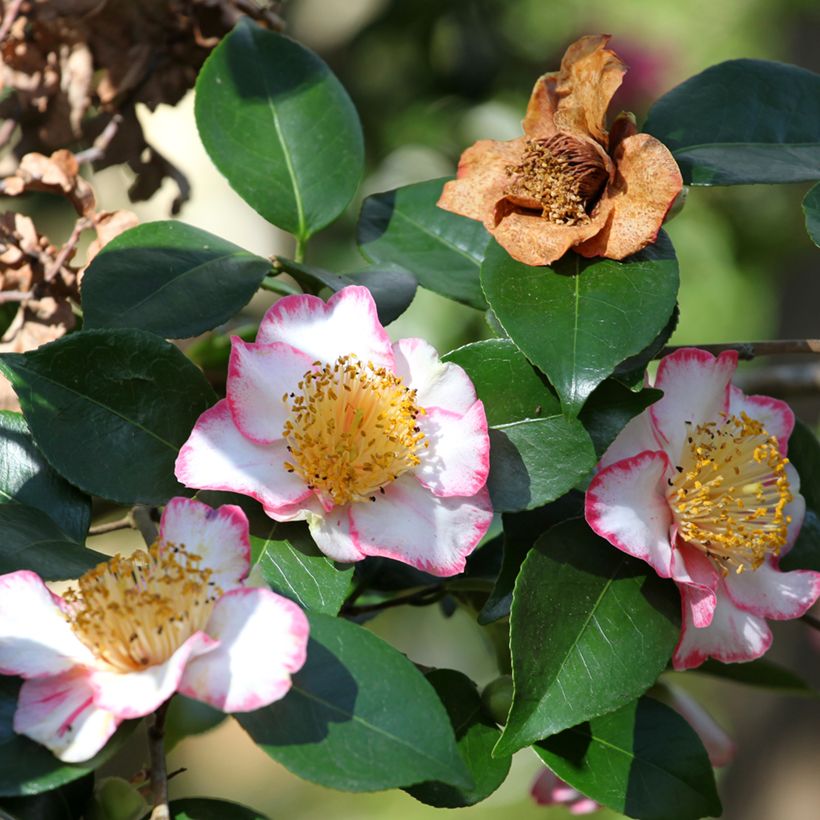 Camellia japonica de Higo Okan (Flowering)