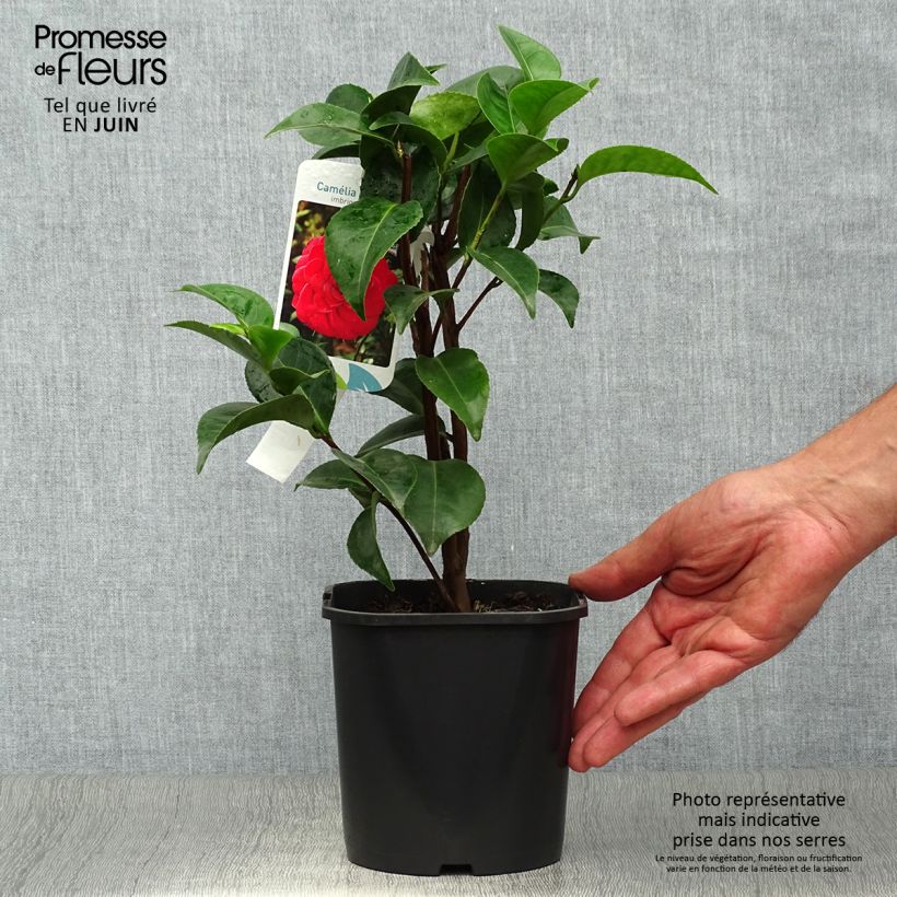 Camellia japonica Roger Hall 3L/4L pot sample as delivered in summer
