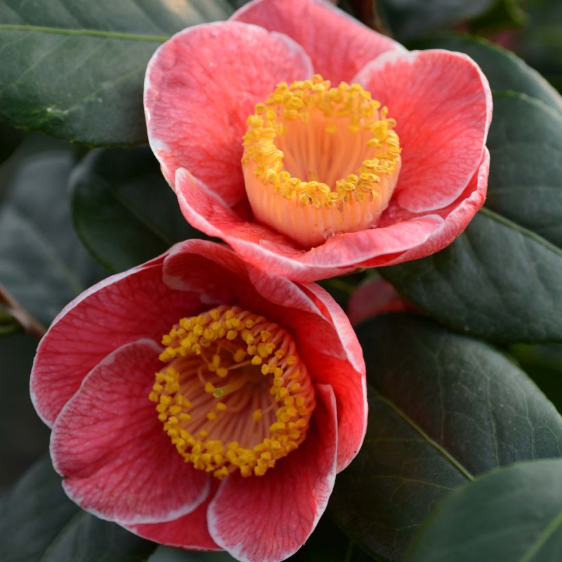 Camellia japonica Sanpei Tsubaki (Flowering)
