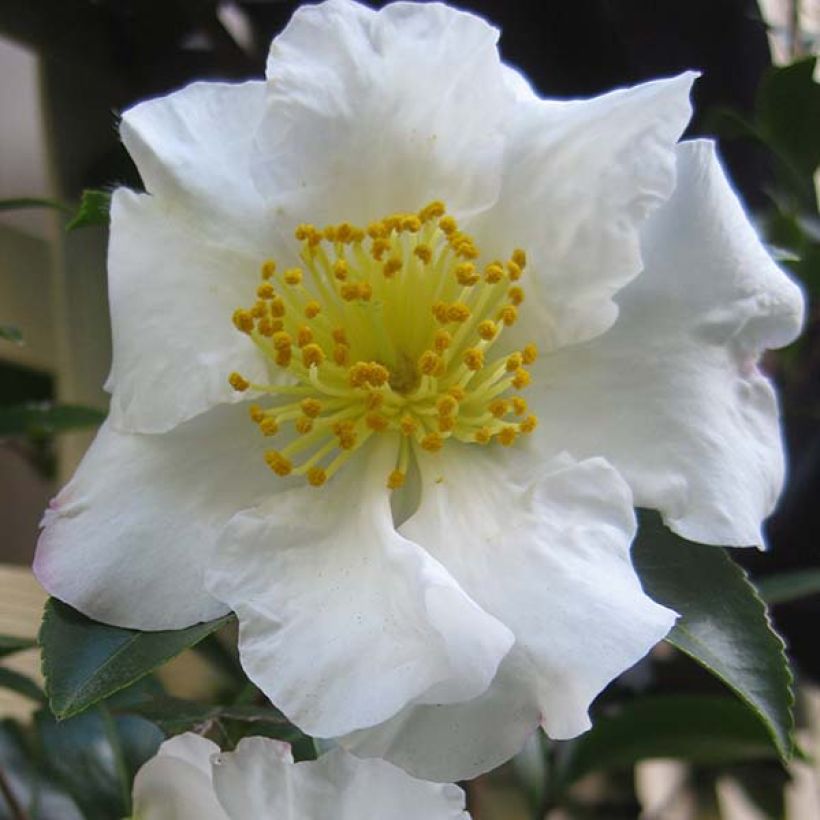 Camellia sasanqua Setsugekka (Flowering)