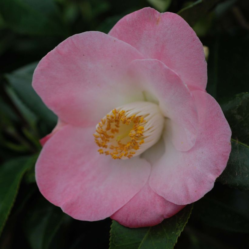 Camellia japonica Sunny Side (Flowering)