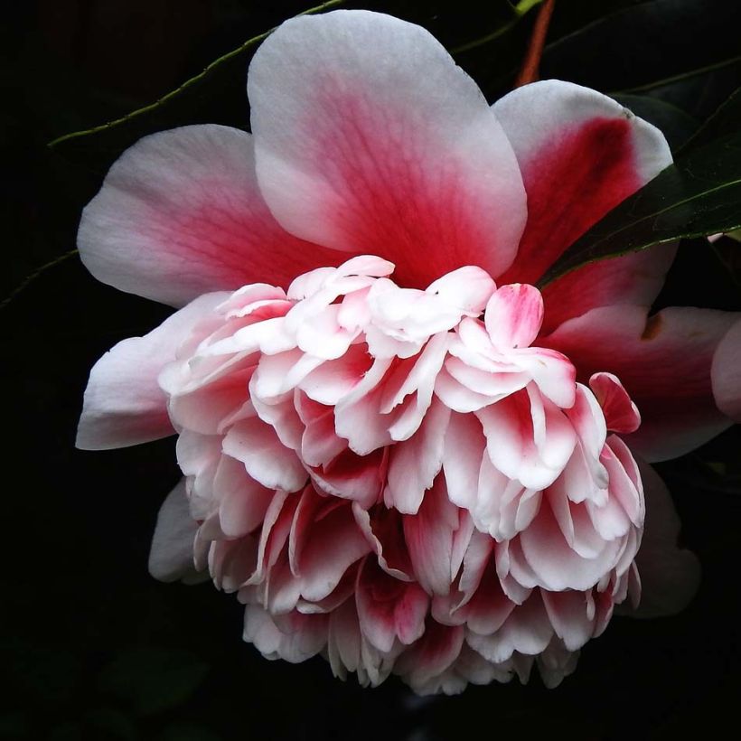 Camellia japonica Volunteer (Flowering)