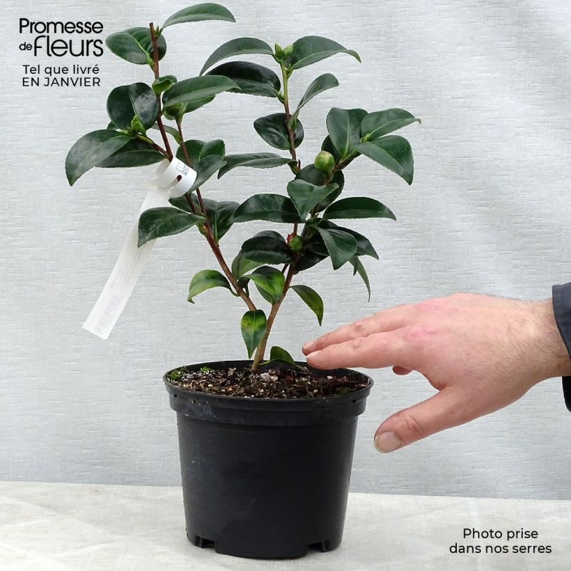 Camélia Volunteer - Camellia japonica Pot de 2L/3L sample as delivered in winter