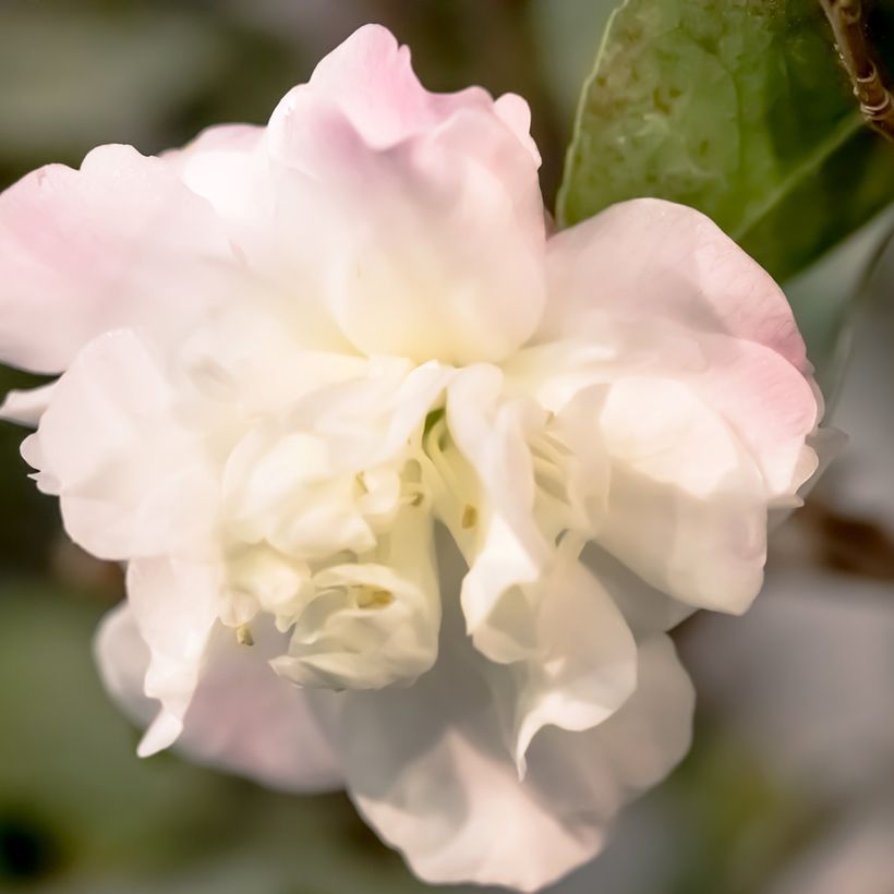 Camellia Cinnamon Cindy (Flowering)