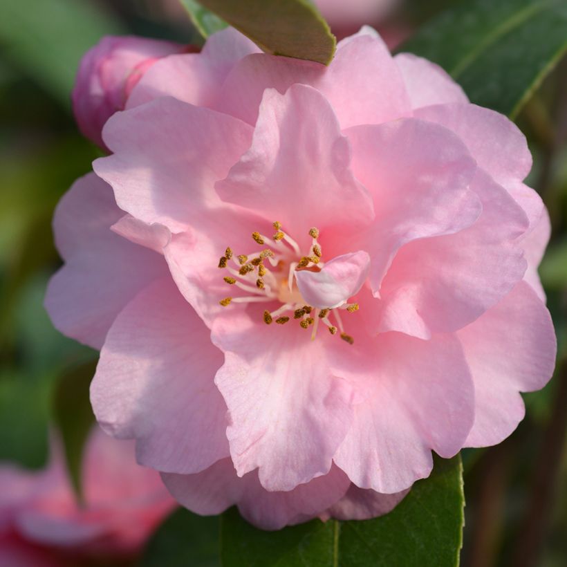 Camellia Spring Festival (Flowering)