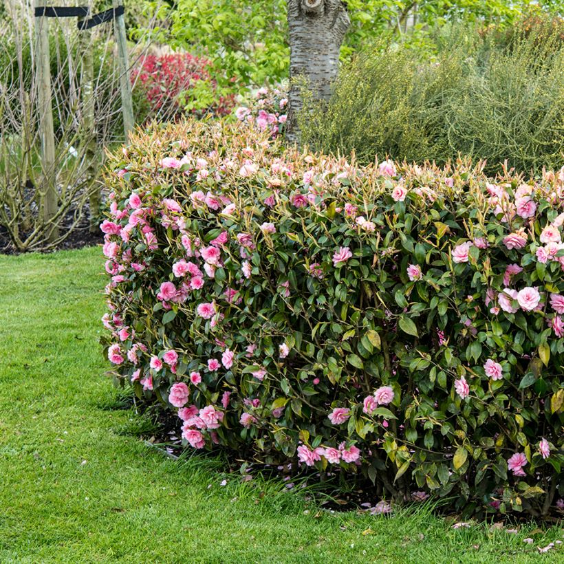 Camellia Spring Festival (Plant habit)