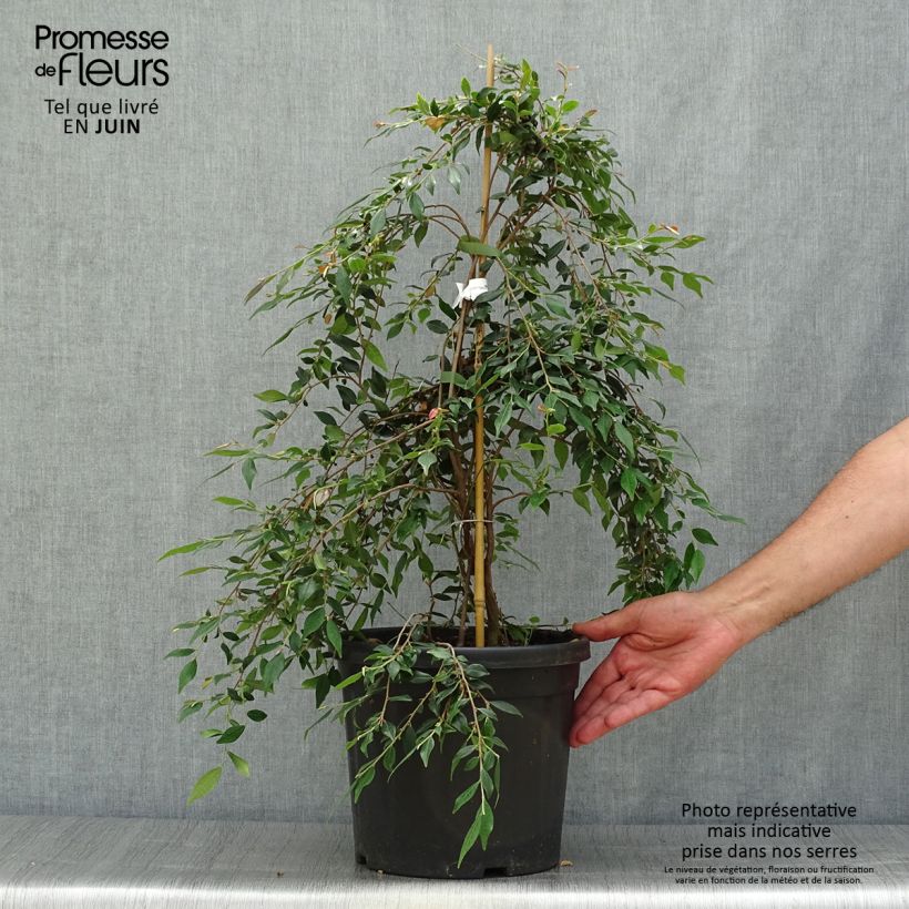 Camellia rosthoriana Cupido 7.5L/10L potShipped height around 40/50cm sample as delivered in summer