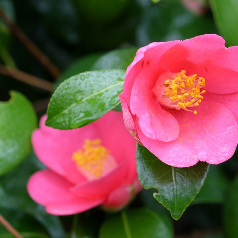 Camellia lutchuensis Koto No Kaori (Flowering)