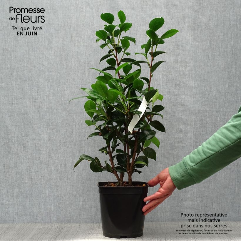 Camellia Dahlonega 4L/5L pot sample as delivered in summer