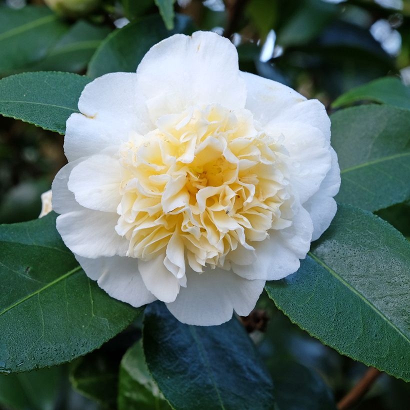 Camellia Jurys Yellow (Flowering)