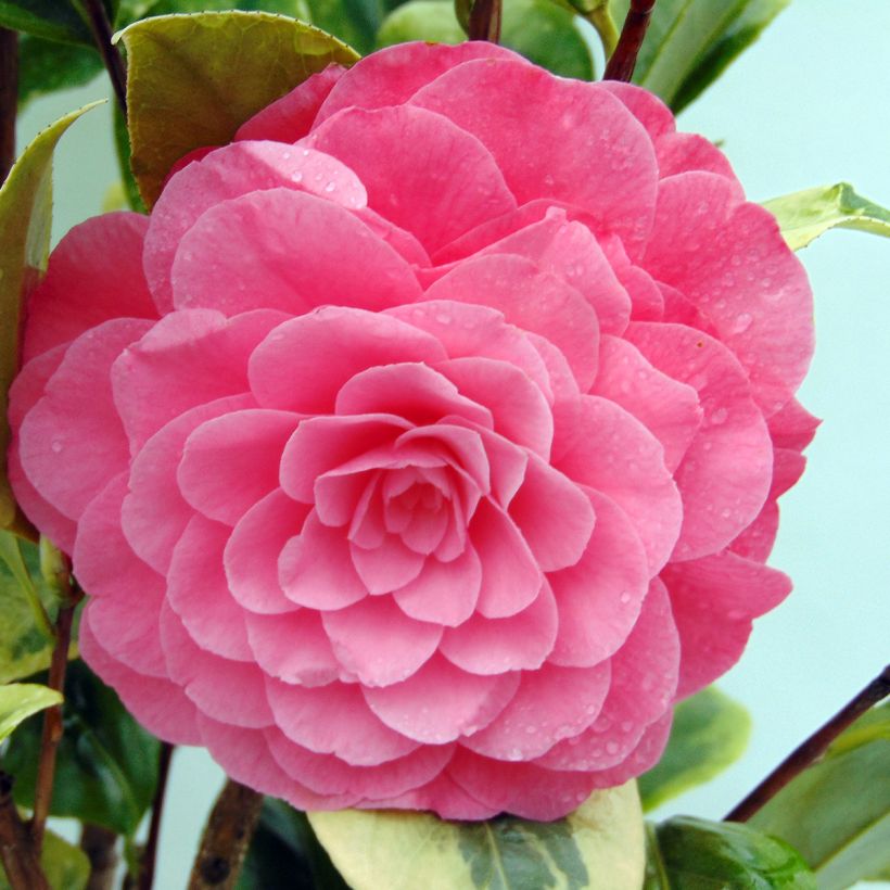Camellia japonica Kerguelen (Flowering)
