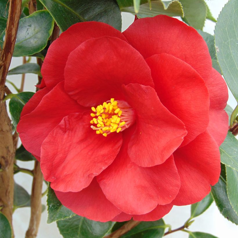 Camellia Royal Velvet (Flowering)