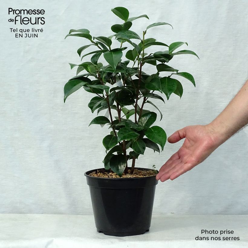 Camellia Tom Thumb 4L/5L potShipped height around 60/70cm sample as delivered in summer