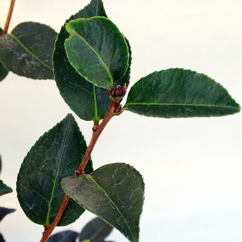 Camellia sasanqua Narumi Gaita (Foliage)