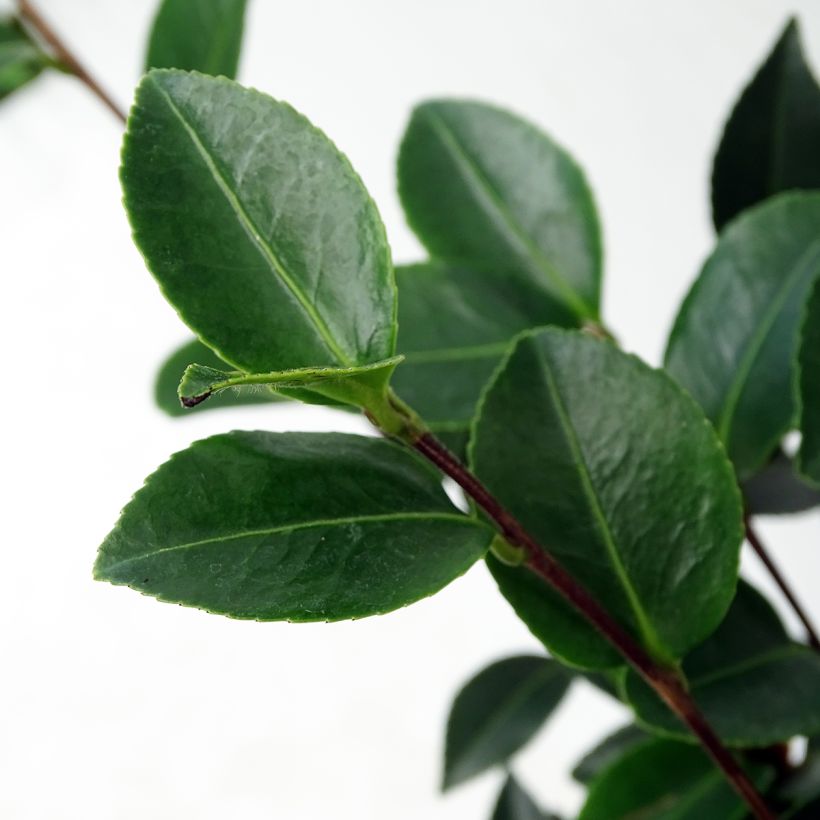 Camellia sasanqua Fuji no Yuki (Foliage)