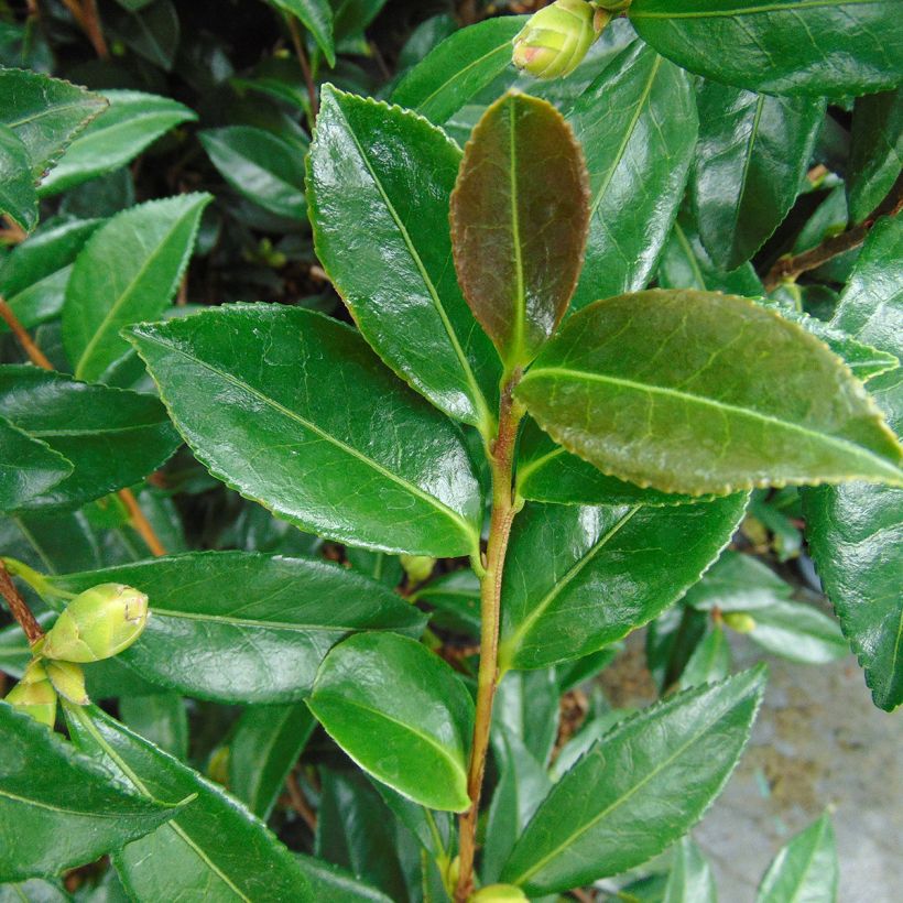 Camellia sasanqua Early Pearly (Foliage)