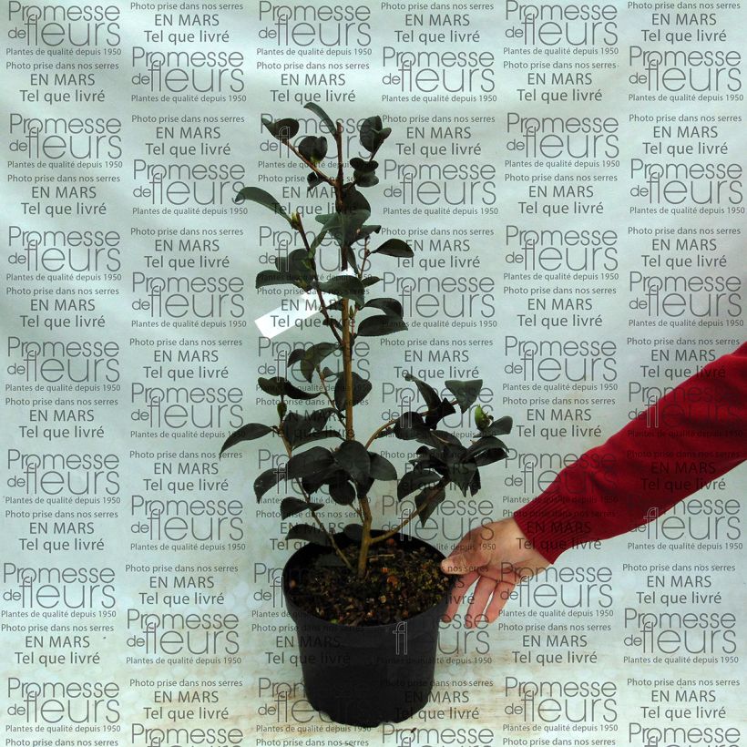 Example of Camellia sasanqua Gay Border specimen as delivered