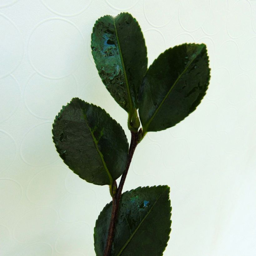 Camellia sasanqua Setsugekka (Foliage)