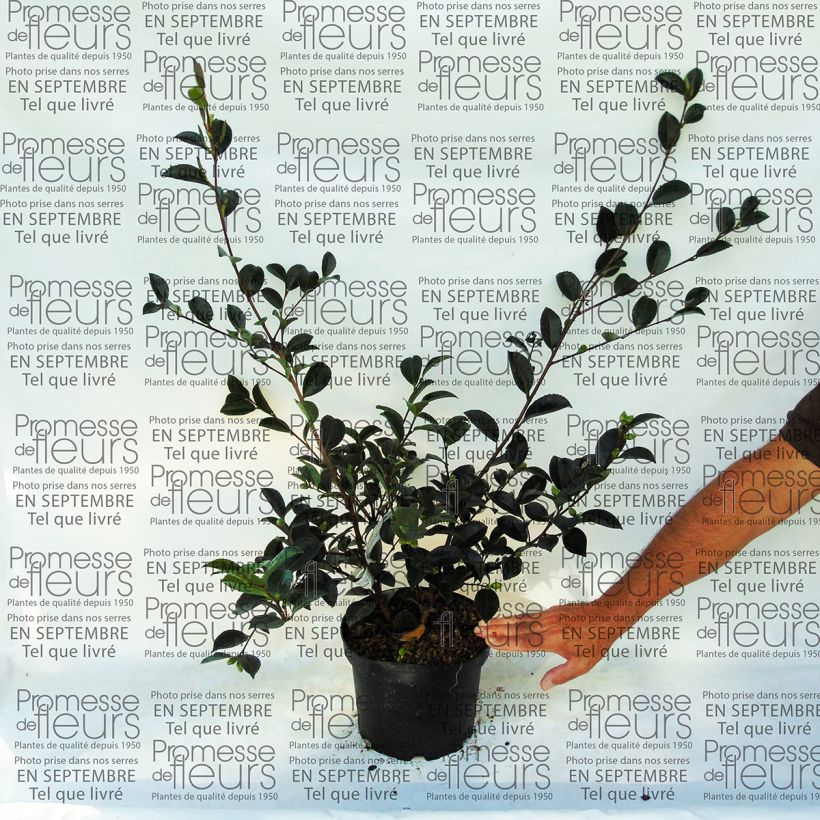 Example of Camellia sasanqua Setsugekka specimen as delivered