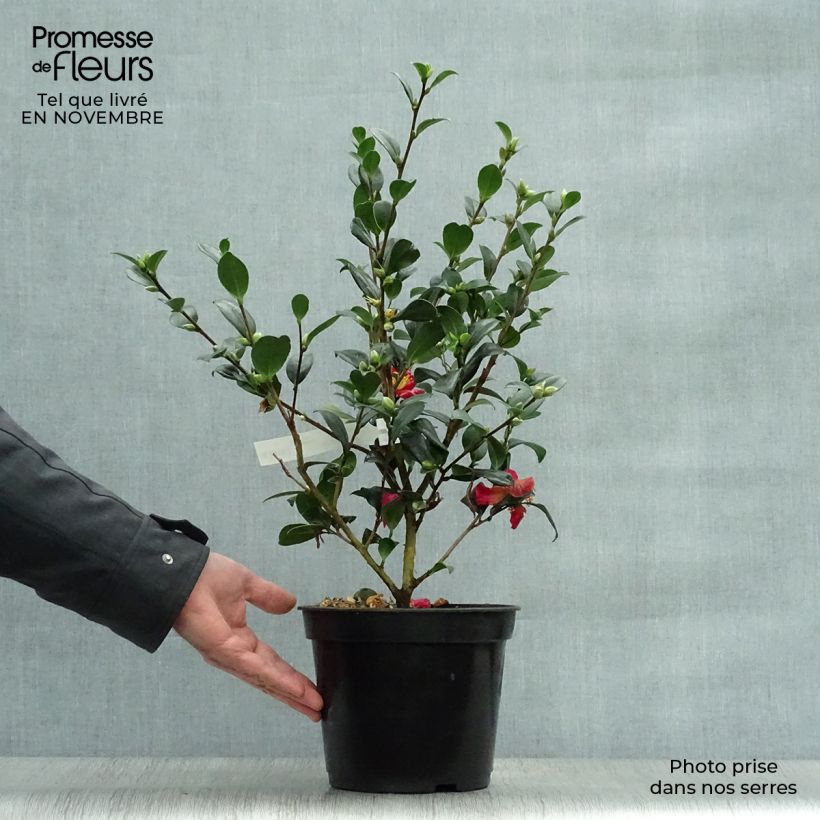 Camellia Yuletide 4L/5L pot sample as delivered in autumn