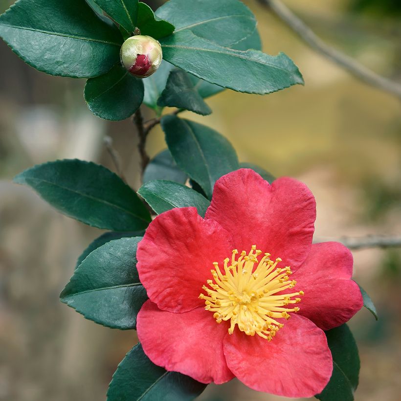 Camellia Yuletide (Foliage)