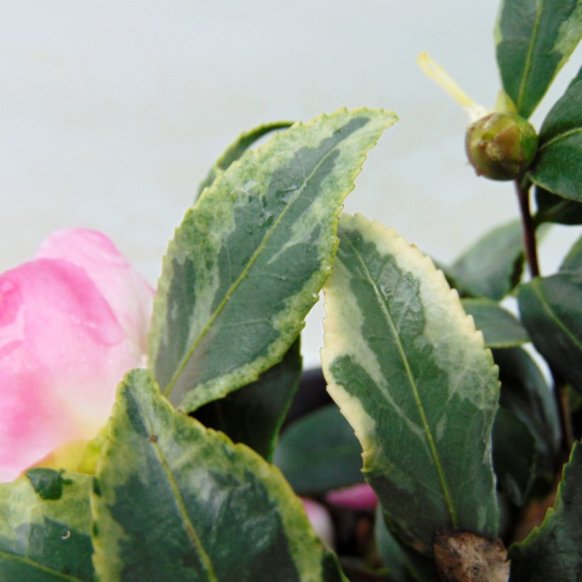 Camellia sasanqua Variegata (Foliage)