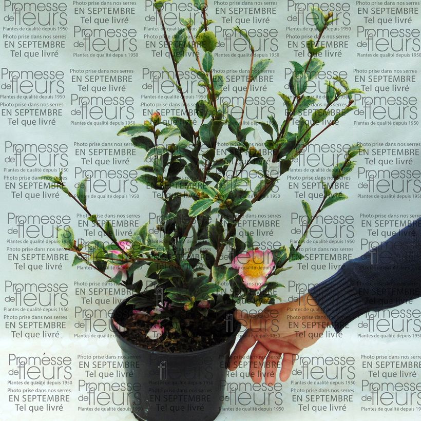 Example of Camellia sasanqua Variegata specimen as delivered