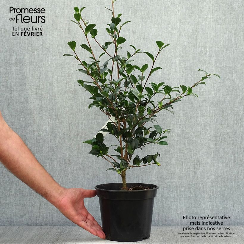 Camellia sasanqua Versicolor 3L/4L pot sample as delivered in autumn