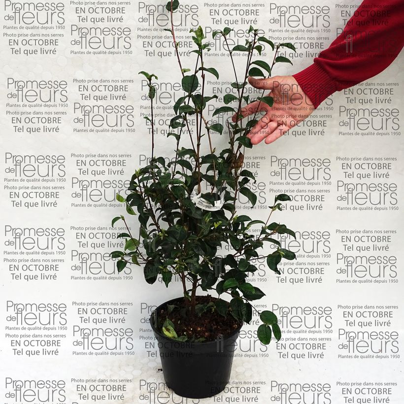 Example of Camellia grijsii specimen as delivered
