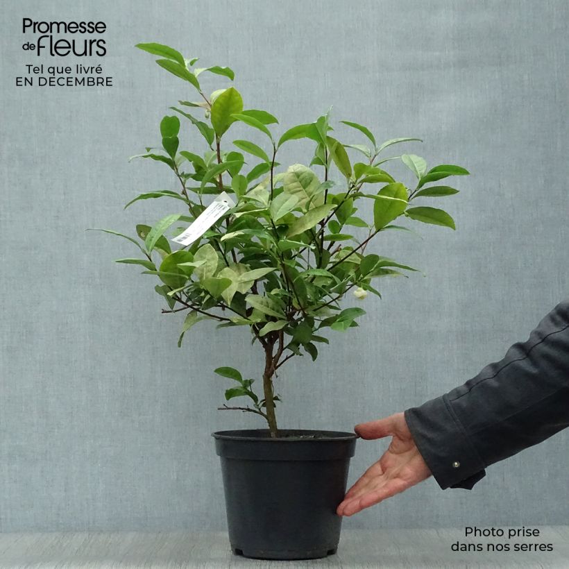 Camélia sinensis - Théier Pot de 4L/5L sample as delivered in winter