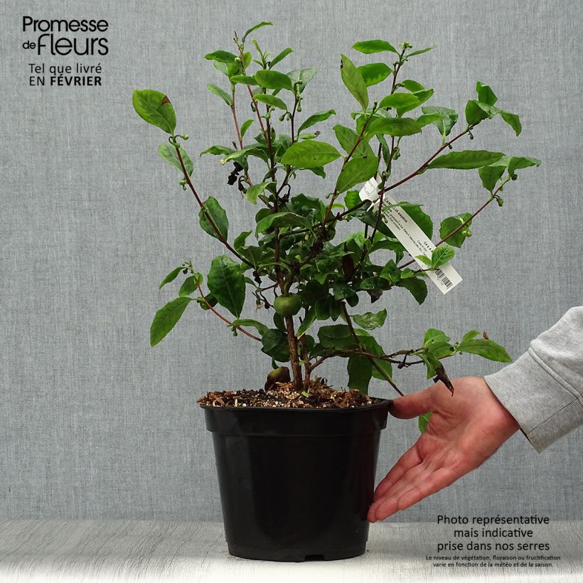 Camellia sinensis Bob Hope 4L/5L pot sample as delivered in autumn