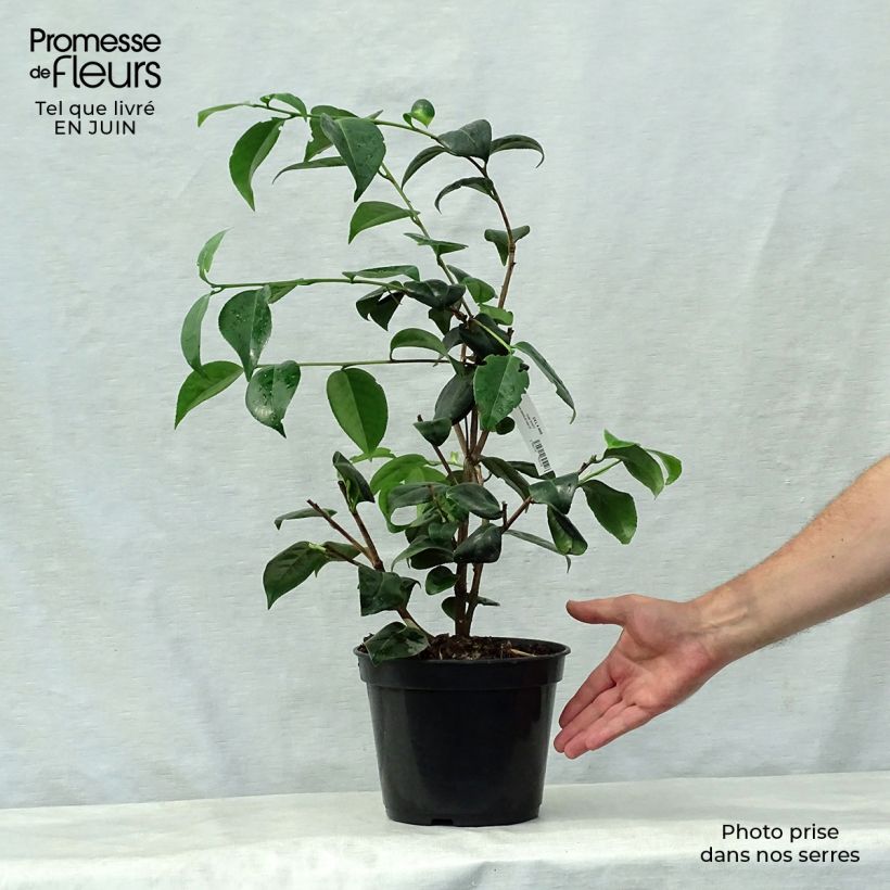 Camellia Bettys Beauty 4L/5L pot sample as delivered in summer