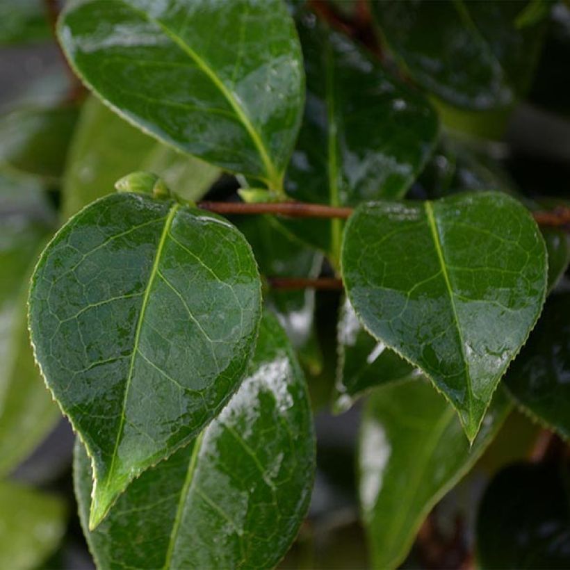 Camellia Botanyuki (Foliage)