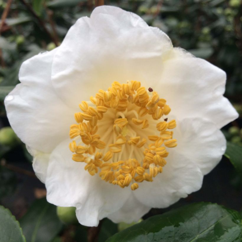 Camellia japonica de Higo Fuji (Flowering)