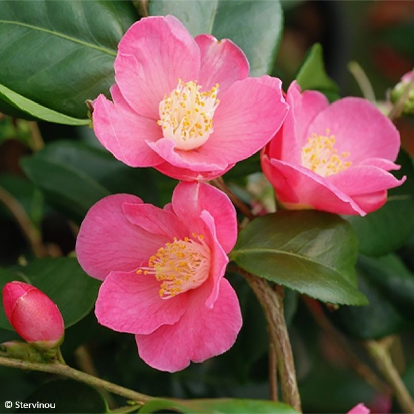 Camellia lutchuensis Koto No Kaori (Flowering)