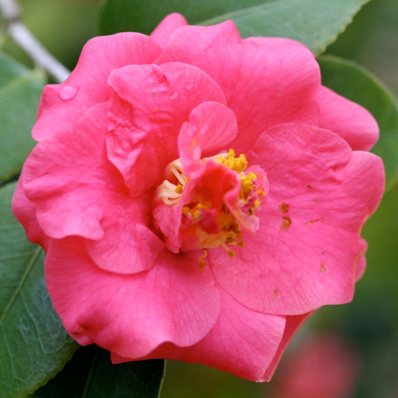 Camellia japonica Lady Campbell (Flowering)