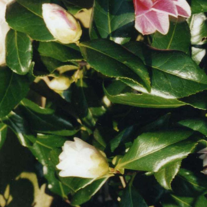 Camellia japonica Lady Vansittart (Foliage)