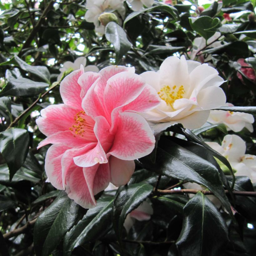 Camellia japonica Lady Vansittart (Flowering)
